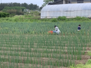 農作業風景