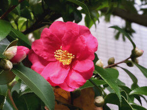 椿の花かな？茶梅の花かな？